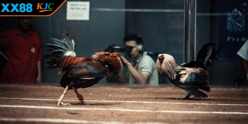 Đấu gà nòi và tre 