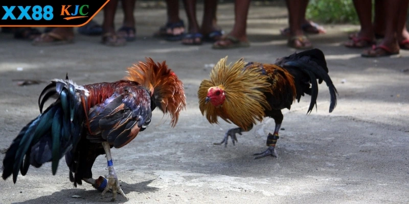 Khái quát cụ thể về hình thức ĐÁ GÀ CỰA DAO 