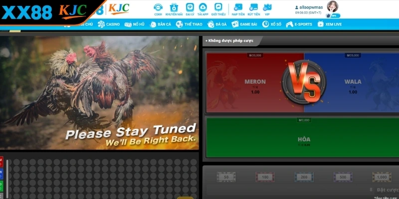 Luật chơi đá gà XX88 mà bạn cần nắm rõ